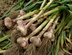 Garlic, Garlic Bulbs
Shutterstock.com
New York, NY
