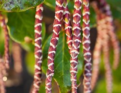 Garrya Issaquahensis, Glasnevin Wine, Evergreen Shrub
Garden Design
Calimesa, CA