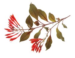 Gartenmeister Bonstedt Fuchsia, Hummingbirds
Storey Publishing
North Adams, MA