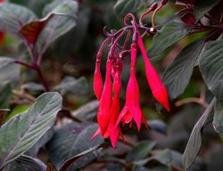 Gartenmeister Fuchsia, Red Fuchsia Flower
Shutterstock.com
New York, NY