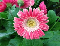 Garvinea Sweet Memories Gerbera Daisy, Pink Gerbera Daisy
Shutterstock.com
New York, NY