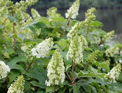 Gatsby Gal Hydrangea Flowers, Oakleaf Hydrangea Flowers
Proven Winners
Sycamore, IL