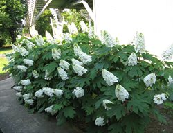Gatsby Gal Hydrangea, Hydrangea Quercifolia, Oakleaf Hydrangea
Proven Winners
Sycamore, IL