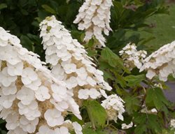 Gatsby Gal Oakleaf Hydrangea, Hydrangea Quercifolia
Proven Winners
Sycamore, IL
