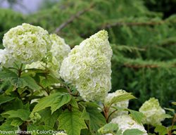 Gatsby Moon Hydrangea, Hydrangea Quercifolia, White Oakleaf Hydrangea
Proven Winners
Sycamore, IL