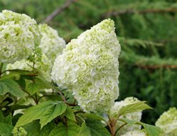 Gatsby Moon Oakleaf Hydrangea, Hydrangea Quercifolia
Proven Winners
Sycamore, IL