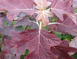 Gatsby Pink Hydrangea Leaf, Oakleaf Hydrangea Fall Color
Proven Winners
Sycamore, IL