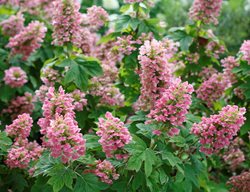 Gatsby Pink Oakleaf Hydrangea, Hydrangea Quercifolia
Proven Winners
Sycamore, IL