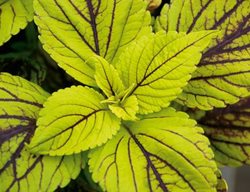Gays Delight Coleus, Solenostem Caipirin, Green And Black Coleus
Proven Winners
Sycamore, IL