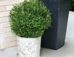 Gem Box Holly, Evergreen Shrub, Inkberry Holly
Proven Winners
Sycamore, IL