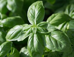Genovese Basil, Green Leaves, Sweet Basil
Millette Photomedia
