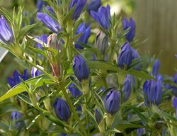 Gentiana True Blue, Gentian Hybrid, Blue Gentian Flower
Proven Winners
Sycamore, IL