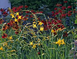 George Davison Crocosmia, Yellow Flower, Summer Bulb
Shutterstock.com
New York, NY