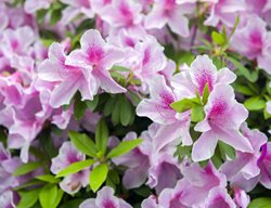 George Taber Azalea, Pink Azalea Flowers
Shutterstock.com
New York, NY