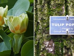 Georgewashington
Garden Design
Calimesa, CA