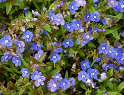 Georgia Blue Creeping Speedwell, Veronica Peduncularis
Garden Design
Calimesa, CA