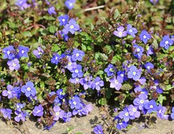 Georgia Blue Creeping Speedwell, Veronica Peduncularis
Shutterstock.com
New York, NY