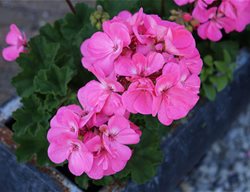 Geranium, Pink Flowers, Potted Flowers
Pixabay
