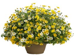 Get All Your Annual Flowers Growing 
Garden Design
Calimesa, CA