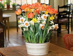 Get Creative With Bulbs
Garden Design
Calimesa, CA