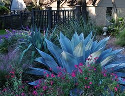 Get Out Of The Heat And Read A Good Blog
Garden Design
Calimesa, CA
