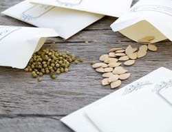 Get Out Your Seeds
Garden Design
Calimesa, CA