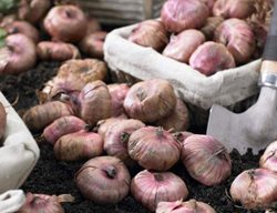 Get Spring-Planted Bulbs, Corms, Tubers & Rhizomes In The Ground
Garden Design
Calimesa, CA