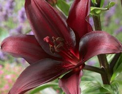 Get Spring-Planted Bulbs (including Corms, Tubers & Rhizomes) In The Ground
Garden Design
Calimesa, CA