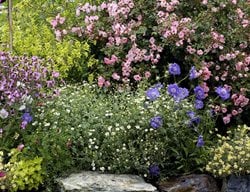 Get Started With Spring Annuals	
Garden Design
Calimesa, CA
