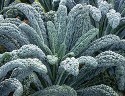 Get Those Cool-Season Crops In The Ground
Garden Design
Calimesa, CA