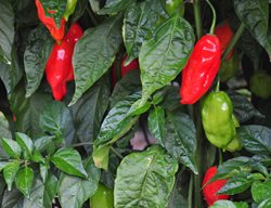 Ghost Pepper Plant, Ghost Peppers, Red Ghost Peppers
Shutterstock.com
New York, NY