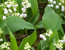 Giant Lily Of The Valley, Fortin’s Giant
GardenPhotos.com
Milford, PA