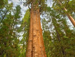 Giant Sequoia Tree, Sequoiadendron Giganteum
Shutterstock.com
New York, NY