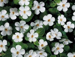 Giant Snowflake Bacopa, Small White Flower, Sutera Cordata
Proven Winners
Sycamore, IL