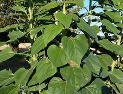 Giant Sunflower, Mammoth Sunflower
Dreamstime
