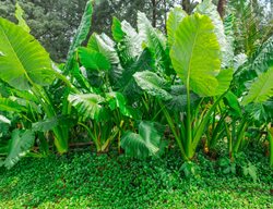 Giant Taro, Alocasia Maccrorrhiza
Shutterstock.com
New York, NY