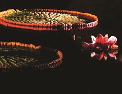 Giant Water Lily, Fairchild Tropical Botanic Garden
Linda Rutenberg
