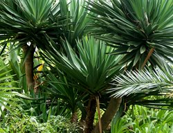 Giant Yucca, Yucca Elephantipes
Shutterstock.com
New York, NY