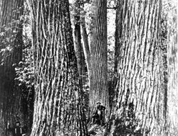 Giants, Mighty
Garden Design
Calimesa, CA