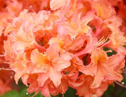 Gibralter Azalea, Azalea Hybrid
Shutterstock.com
New York, NY