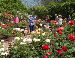 Gift Mebershitp, Garden Conservancy
Garden Design
Calimesa, CA