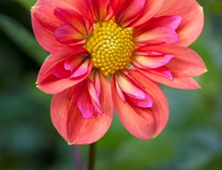 Giggles Dahlia, Pink And Orange Flower, Collarette Dahlia
Garden Design
Calimesa, CA