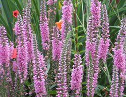 Giles Van Hees Speedwell, Veronica Spicata
Millette Photomedia
