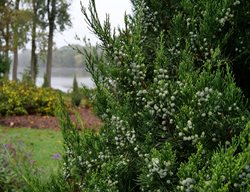 Gin Fizz Juniper Berries, Evergreen Shrub, Berries
Spring Meadow Nursery
Grand Haven, MI