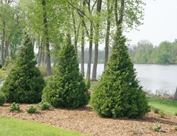 Gin Fizz Juniper, Evergreen Shrub, Juniperus Chinensis
Proven Winners
Sycamore, IL