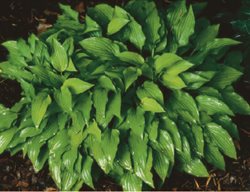 Gingee
Garden Design
Calimesa, CA