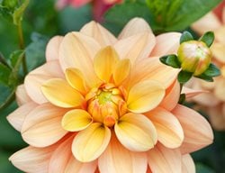 Ginger Snap Dahlia, Orange Flower, Waterlily Dahlia
Garden Design
Calimesa, CA