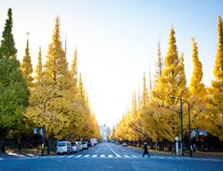 Ginkgo Trees, Meiji Jingu Gaien
Garden Design
Calimesa, CA