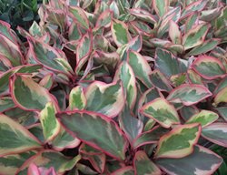 Ginny Peperomia, Peperomia Clusiifolia
Shutterstock.com
New York, NY