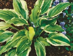 Ginsu Knife
Garden Design
Calimesa, CA